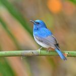 Hainan Blue Flycatcher Bird Stock Photo