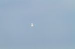White Egret Flying Stock Photo