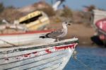 Anchored Boat With Seagull Stock Photo
