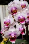 White And Purple Phalaenopsis Branch Stock Photo