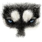 The Eyes Of Siberian Husky Stock Photo