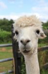 White Alpaca Head Stock Photo