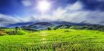 Lush Green Rice Field And Blue Sky Stock Photo