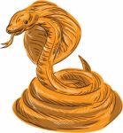 Cobra Viper Snake Coiled Drawing Stock Photo
