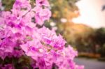 Bougainvillea Looking Through The Mirror To The Sun Shines Stock Photo