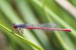 Small Red Damselfly (ceriagrion Tenellum) Stock Photo