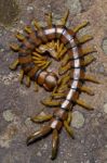 Megarian Centipede (scolopendra Cingulata) Stock Photo