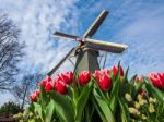 The Famous Dutch Windmills. View Through Red Tulips Stock Photo