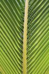 Coconut Leaf Background Stock Photo