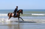 Race Horse Galloping On The Beach Stock Photo