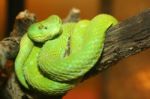 Coiled Green Viper On Tree Stock Photo