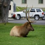 Mammoth Hot Springs, Wyoming/usa - September 24 : Elk Resting By Stock Photo