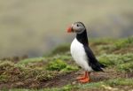 A Puffin Stock Photo