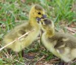 Funny Image With Two Young Cute Chicks Of The Canada Geese In Love Stock Photo