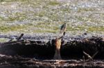 Sacred Kingfisher (todiramphus Sanctus) Stock Photo