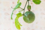 Closed Up View Of Fresh Passion Fruit. It Is Good Fruit For Diet Stock Photo