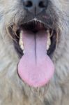 Tongue Of A Domestic Dog Stock Photo