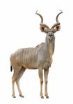 Kudu Stock Photo