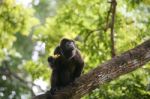 Ateles Geoffroyi Vellerosus Spider Monkey In Panama Eating Banan Stock Photo