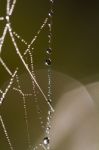 Spider Web On The Morning Stock Photo