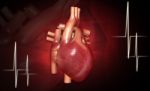 Human Heart And ECG Stock Photo