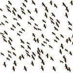 Flock Of Ducks Flying Stock Photo