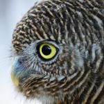 Asian Barred Owlet Stock Photo