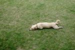 Cute Light Brown Dog Lay Down On Green Grass Stock Photo