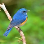 Himalayan Bluetail Bird Stock Photo