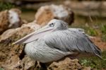 Pink-backed Pelican Stock Photo