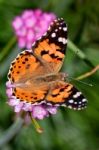 Close-up Of A Painted Lady (vanessa Cardui) Butterfly Stock Photo