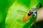 Hoverfly Insect Stock Photo