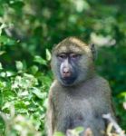 Very Funny Baboon's Portrait Stock Photo