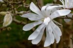 White Magnolia Flowering Stock Photo
