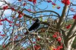 Crow (corvus) In A Rowan Tree Stock Photo