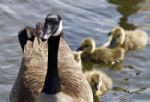 Cute Family Of The Canada Geese Are Swimming Together Stock Photo