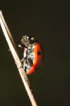 Beautiful Ladybug Insect Stock Photo