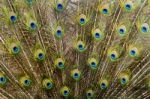 Peacock Bird Showing Off His Beautiful Feathers Stock Photo