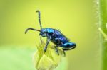 Chrysolina Coerulans Beetle Stock Photo