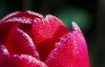Tulip Close-up Stock Photo