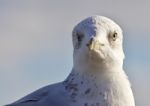 Beautiful Portrait Of A Cute Funny Gull Stock Photo