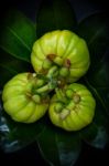 Top View With Fresh Garcinia Cambogia On Leaves Background Stock Photo