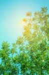 Tree With Green Leaves And Sky Stock Photo