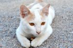 White Thai Cat Sitting On The Gravel Stock Photo