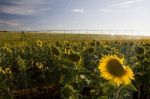 Irrigation System On Sunflower Field Stock Photo