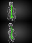 3d Rendering Medical Illustration Of The Human Spine Stock Photo