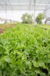 Organic Vegetable Growing In Farm Stock Photo