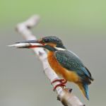 Common Kingfisher Stock Photo