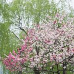 Peach Trees Blossoming Stock Photo