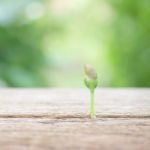 Growing Plant On Wooden Table Stock Photo